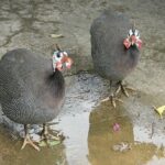 Treasures of Barbados Cave and Plantation Sightseeing Tour - What Makes This Tour Stand Out?