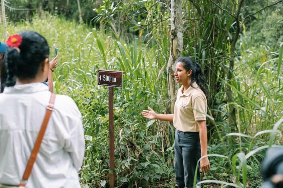 Tree of Life's Coffee Heritage Trail - What You Can Expect from the Tour