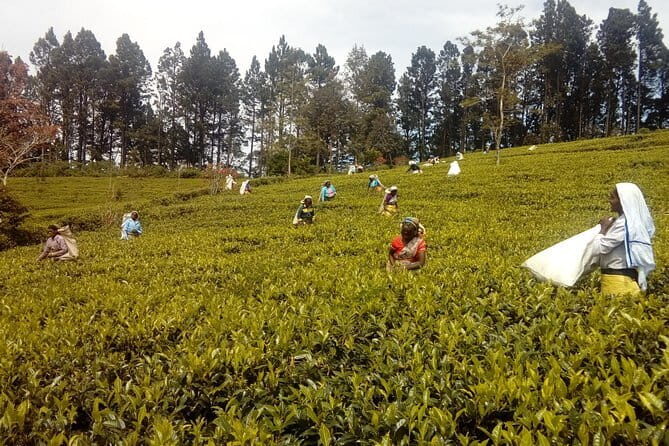 Trekking & Picnic in The Tea Plantation From Ella, Haputale & Bandarawela - Practical Details and Tips