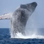 Trincomalee: 2-Day Private Tour with Snorkeling & Whales - An In-Depth Look at the Trincomalee Tour