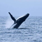 Trincomalee: 3-Day Luxury Escape with Whale Watching - What’s Included & What to Expect