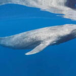 Trincomalee: Snorkeling Adventure with Whales - Who Should Consider This Tour?