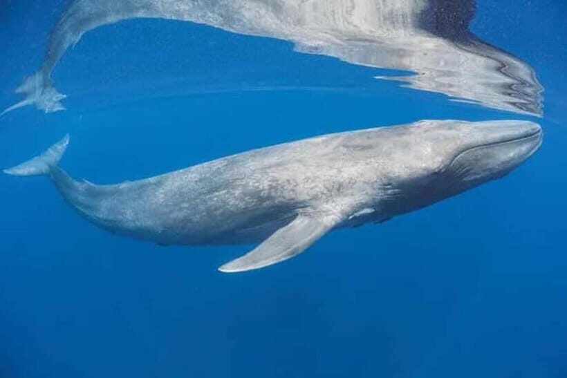Trincomalee: Snorkeling Adventure with Whales - Who Should Consider This Tour?