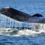 Trincomalee: Whale & Dolphin Safari Tour with Expert Guides - What to Expect from the Tour