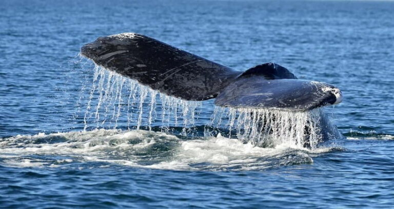Trincomalee: Whale & Dolphin Safari Tour with Expert Guides - What to Expect from the Tour
