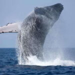 Trincomalee : Whale & dolphin watching +pigeon island tour - Who Is This Tour Best Suited For?