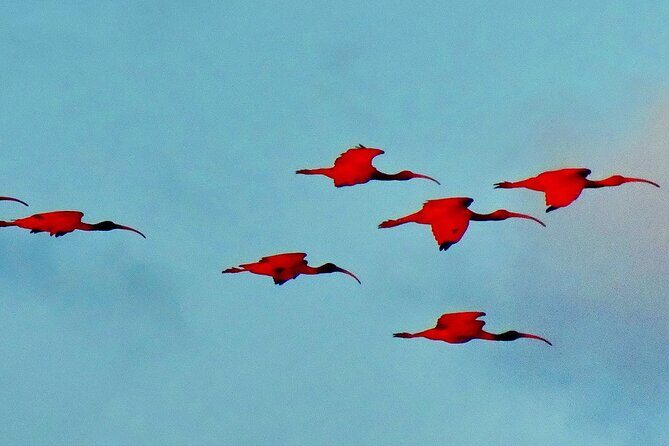 Trinidad and Tobago Flamingos, Scarlet Ibis Tour - A Closer Look at the Tour Experience