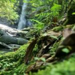 Trinidad: Avocat Waterfall and Maracas Bay Beach Tour - The Value of This Tour