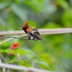 Trinidad: The Humming Bird Experience - What to Expect at the Garden and Hummingbird Spot