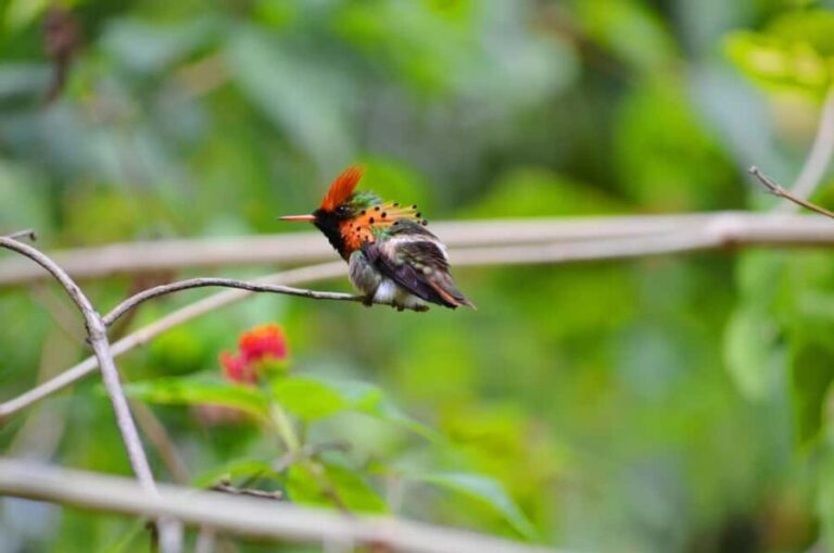 Trinidad: The Humming Bird Experience - What to Expect at the Garden and Hummingbird Spot