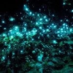 TrioDEAL MilkyWay GLOWWORM Cave, Kiwi Bird & Whangarei Falls - A Deep Dive Into the Experience