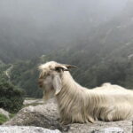 Triund Trek - What Do Reviewers Love Most?