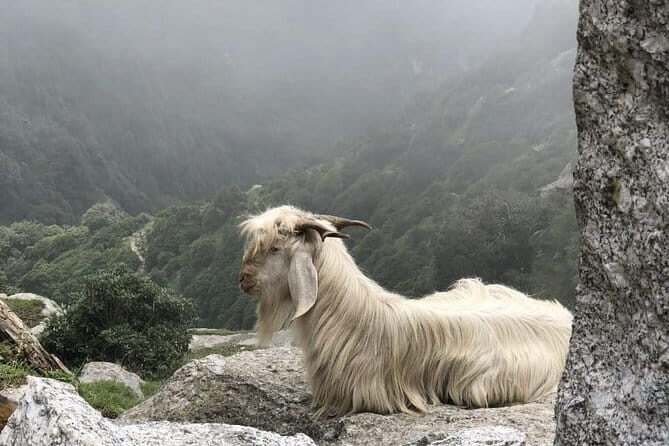 Triund Trek - What Do Reviewers Love Most?