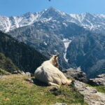 Triund Trek with Manu Adventures India - What’s Included and What’s Not
