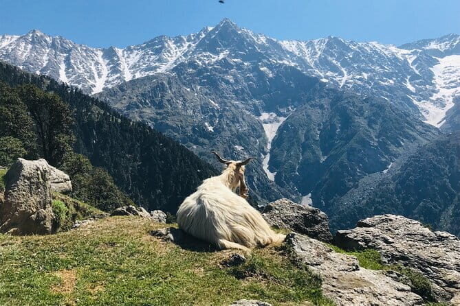 Triund Trek with Manu Adventures India - What’s Included and What’s Not