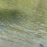 Trout Fishing Adventure Near Tokyo - The Itinerary Breakdown