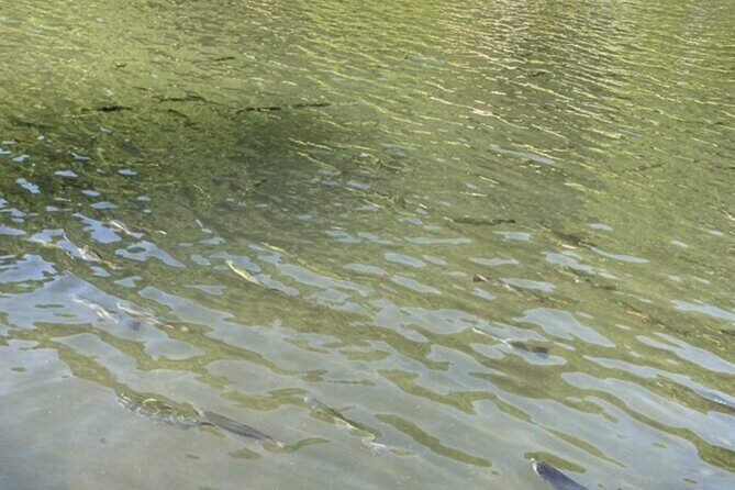 Trout Fishing Adventure Near Tokyo - The Itinerary Breakdown