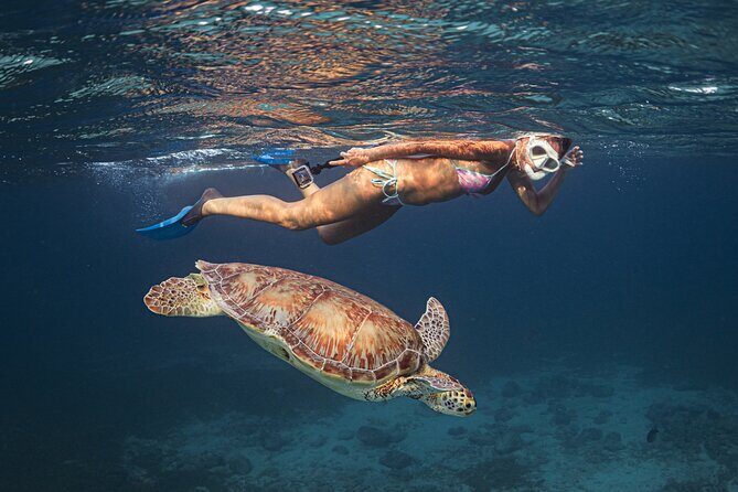 Turtle Snorkeling Aruba: Private Tour with Video - Why This Tour Stands Out