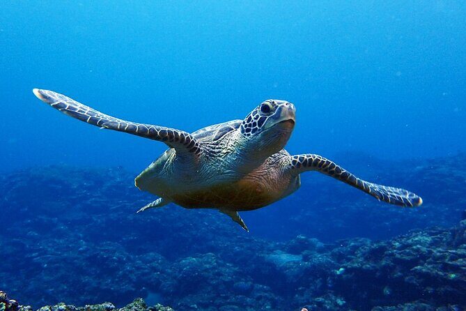Turtle Snorkeling in Ishigaki - Fluent English! Small Group! - The Marine Environment & Wildlife