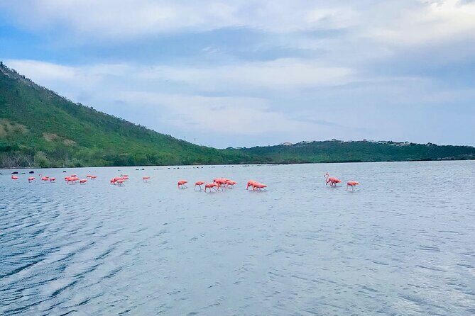 Turtle Swim at TurtleBay visit Flamingos & KnipBeach Safari Truck - Who Is This Tour Best For?