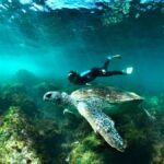 Tweed Heads: Snorkel With the Turtles - Who Is This Tour Best For?