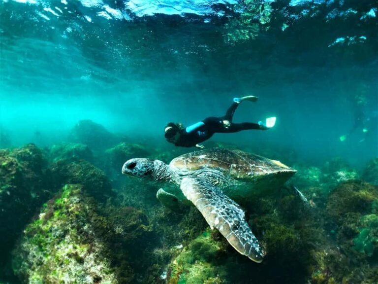 Tweed Heads: Snorkel With the Turtles - Who Is This Tour Best For?