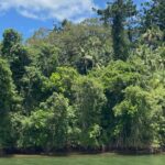 Tweed River Cruise: relax with a Morning Tea cruise - What You Can Expect from the Cruise