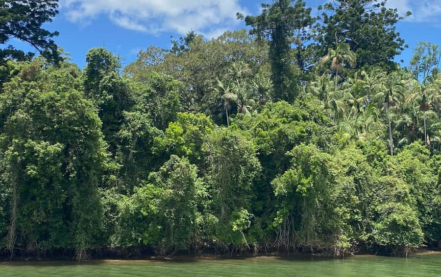 Tweed River Cruise: relax with a Morning Tea cruise - What You Can Expect from the Cruise