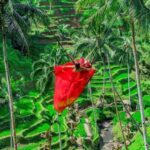 Ubud: Alas Harum, Temple, and Waterfall - Private Tour - Detailed Breakdown of the Itinerary