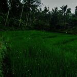 Ubud: Balinese Village Life, Organic Farm Dinner and Firefly Tour - Practical Details and Considerations