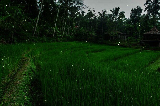 Ubud: Balinese Village Life, Organic Farm Dinner and Firefly Tour - Practical Details and Considerations