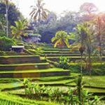 Ubud: Balinese Wood Carving Class & Rice Terrace Experience - A Full Breakdown of the Experience