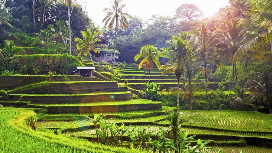 Ubud: Balinese Wood Carving Class & Rice Terrace Experience - Logistics and Practical Details