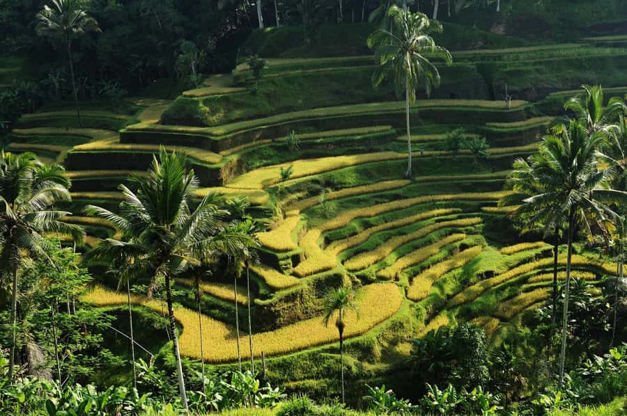 Ubud: Bali's 3 Epic Waterfall, Rice Terrace, and Temple Tour - Value & Practical Considerations