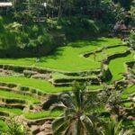 Ubud: Classic VW Safari to Waterfall, Swing & Rice Terraces - Practical Details and Tips