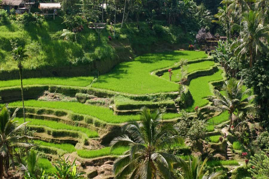 Ubud: Classic VW Safari to Waterfall, Swing & Rice Terraces - Practical Details and Tips