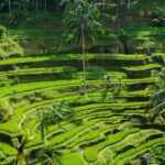 Ubud: Customized Ubud Fullday Tour With Private Driver - The Itinerary Breakdown