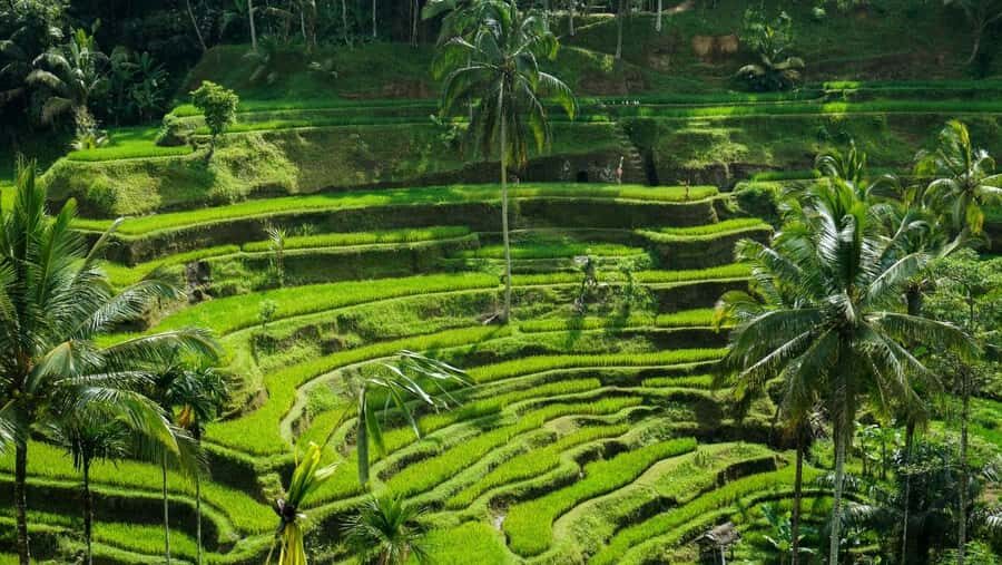 Ubud: Customized Ubud Full Day Tour With Private Driver - The Itinerary Breakdown