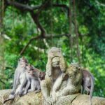 Ubud Day Tour: Sacred Monkey Forest, Rice Terraces and Waterfall - Practical Details and What to Expect