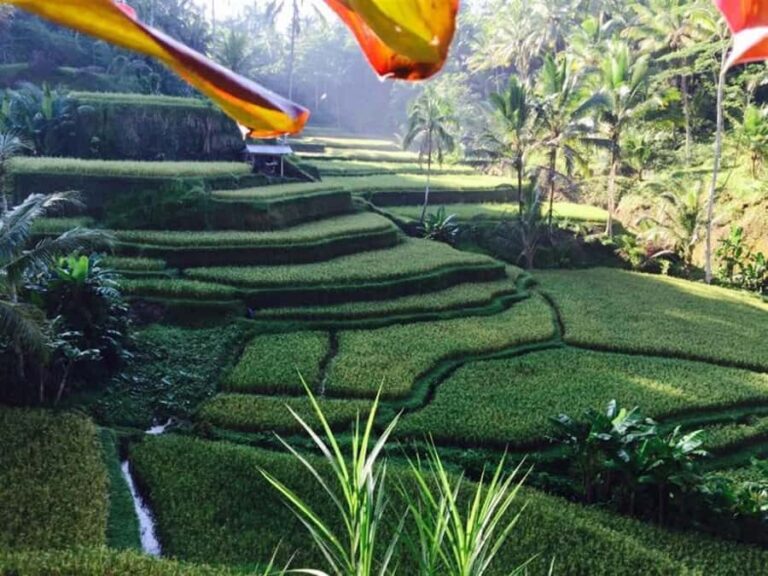 Ubud: Hidden Waterfall, Rice Terrace & Ulun Danu Temple Tour - Exploring Bali’s Natural Beauty: An In-depth Review
