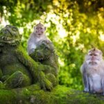 Ubud: Highlight Private Tour with Zipline & Cretya Pool - Practical Details & What to Know