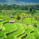 Ubud Highlights Private Day Tour - Why This Tour Offers Great Value