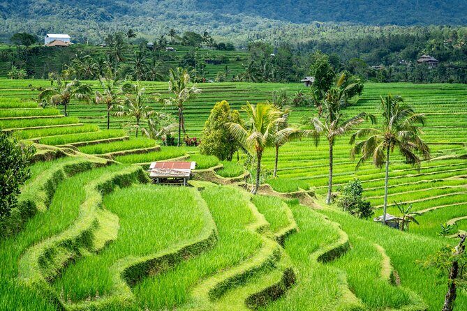 Ubud Highlights Private Day Tour - Why This Tour Offers Great Value