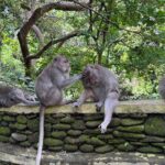 Ubud Highlights Private Day Tour - Who Should Book This Tour?