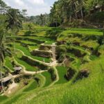 Ubud Highlights Rice Terraces, Temple, Waterfall & Monkeys forest - Authentic Insights from Travelers