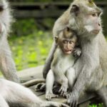 Ubud: Highlights Tour with Soul Purification at Tirta Empul - The Itinerary—A Day Well Spent