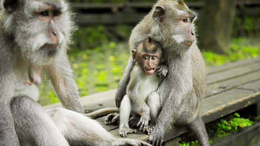 Ubud: Highlights Tour with Soul Purification at Tirta Empul - The Itinerary—A Day Well Spent  