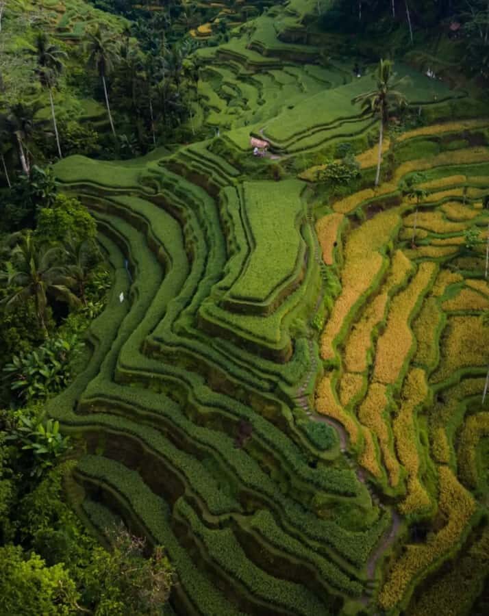 Ubud Highlights Tours Customized With Private Driver & Guide - Detailed Breakdown of the Itinerary