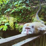 Ubud Jungle Adventure: Tirta Empul & Bali Swing - Comfort, Value, and Practical Considerations