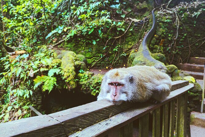 Ubud Jungle Adventure: Tirta Empul & Bali Swing - Comfort, Value, and Practical Considerations